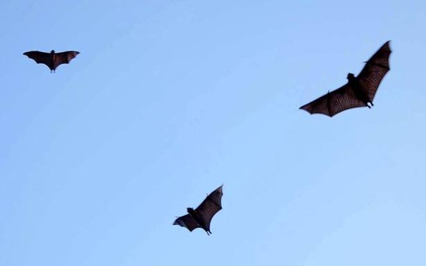 Research study on bats and bat-hunters of Nagaland come under the scanner