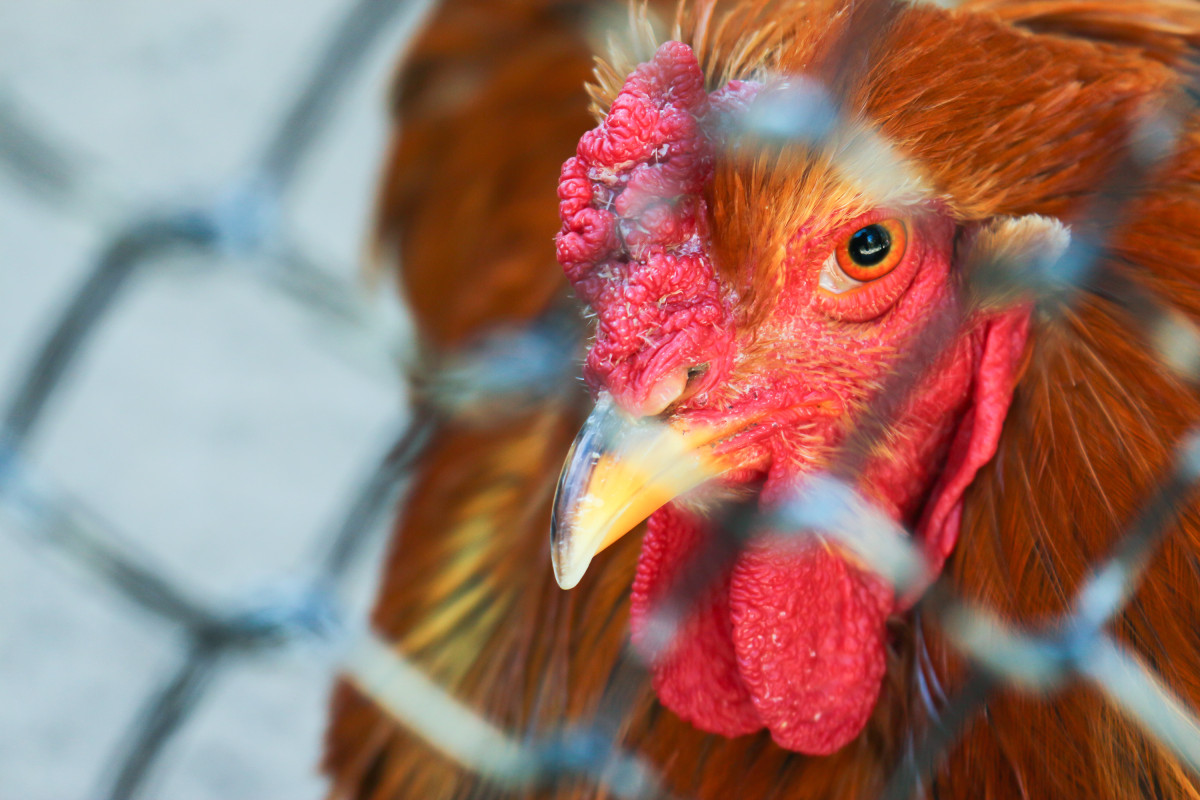 China reports bird flu outbreak near epicenter of coronavirus