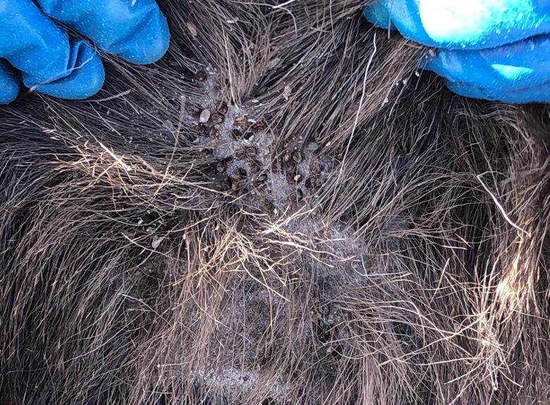 Thousands of blood-sucking ticks found on bodies of Canadian moose | CBC News