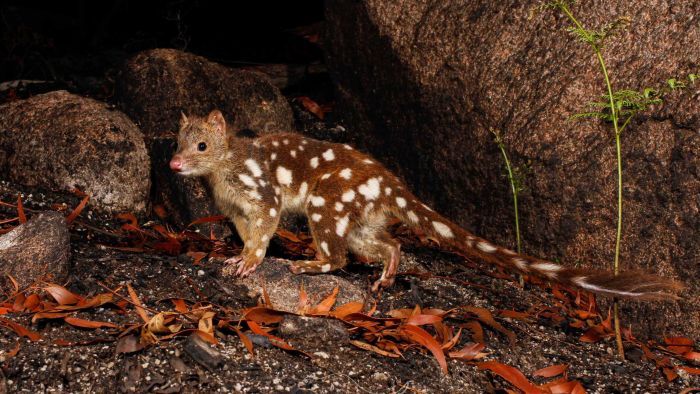 Ferals in the fire zone– the brand-new hazard to our native wildlife