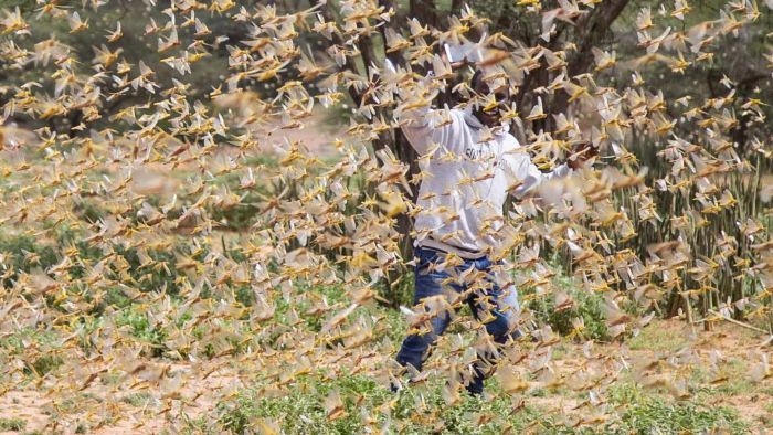 Could Africa’s locust swarms happen here?