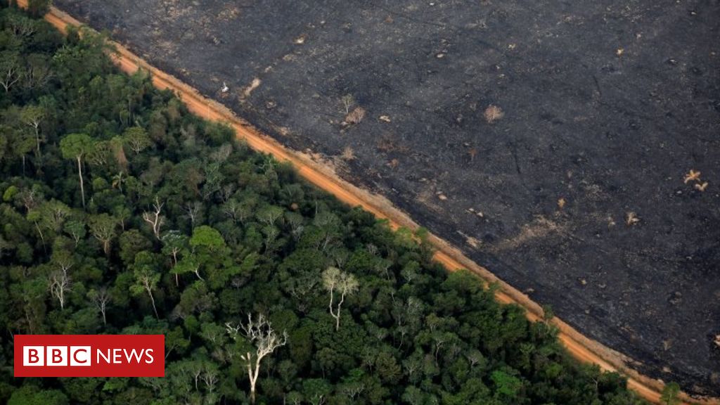 Amazon deforestation remains high despite rains