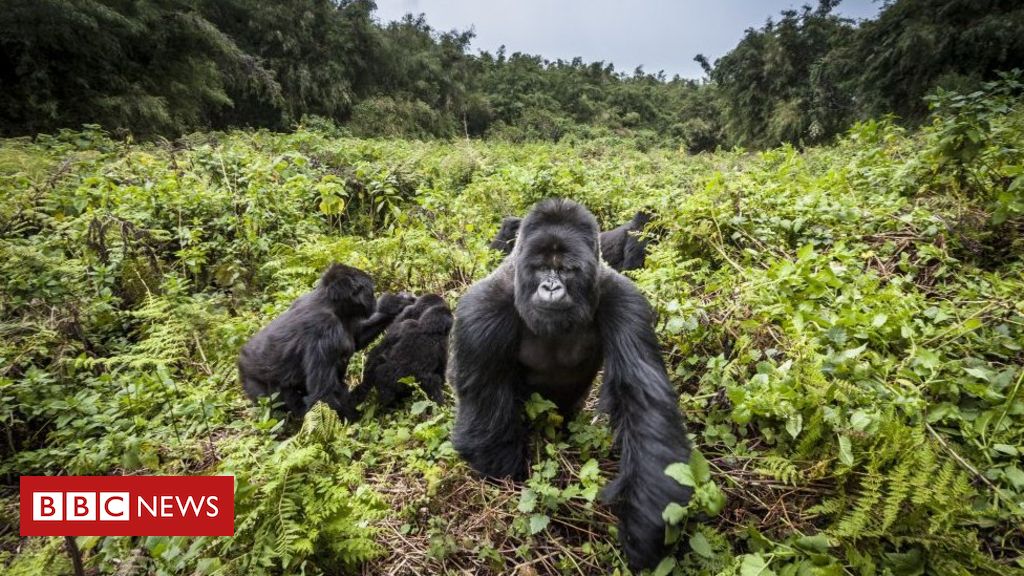 ‘Lightning strike eliminates’ unusual mountain gorillas