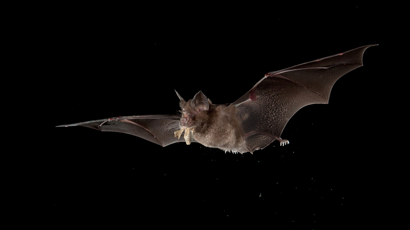 Bats Carry Many Infections. Why Don’t They Get Sick?