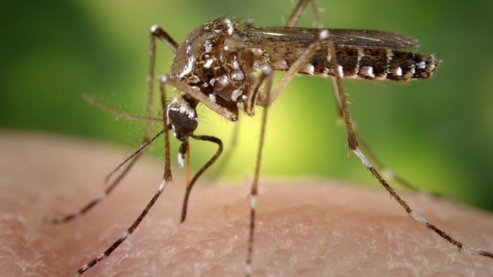 Feel like you’re a mosquito magnet? You could be right