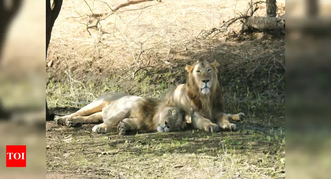 From royal feasts to tourism titbits: Gir lions turning into scavengers?