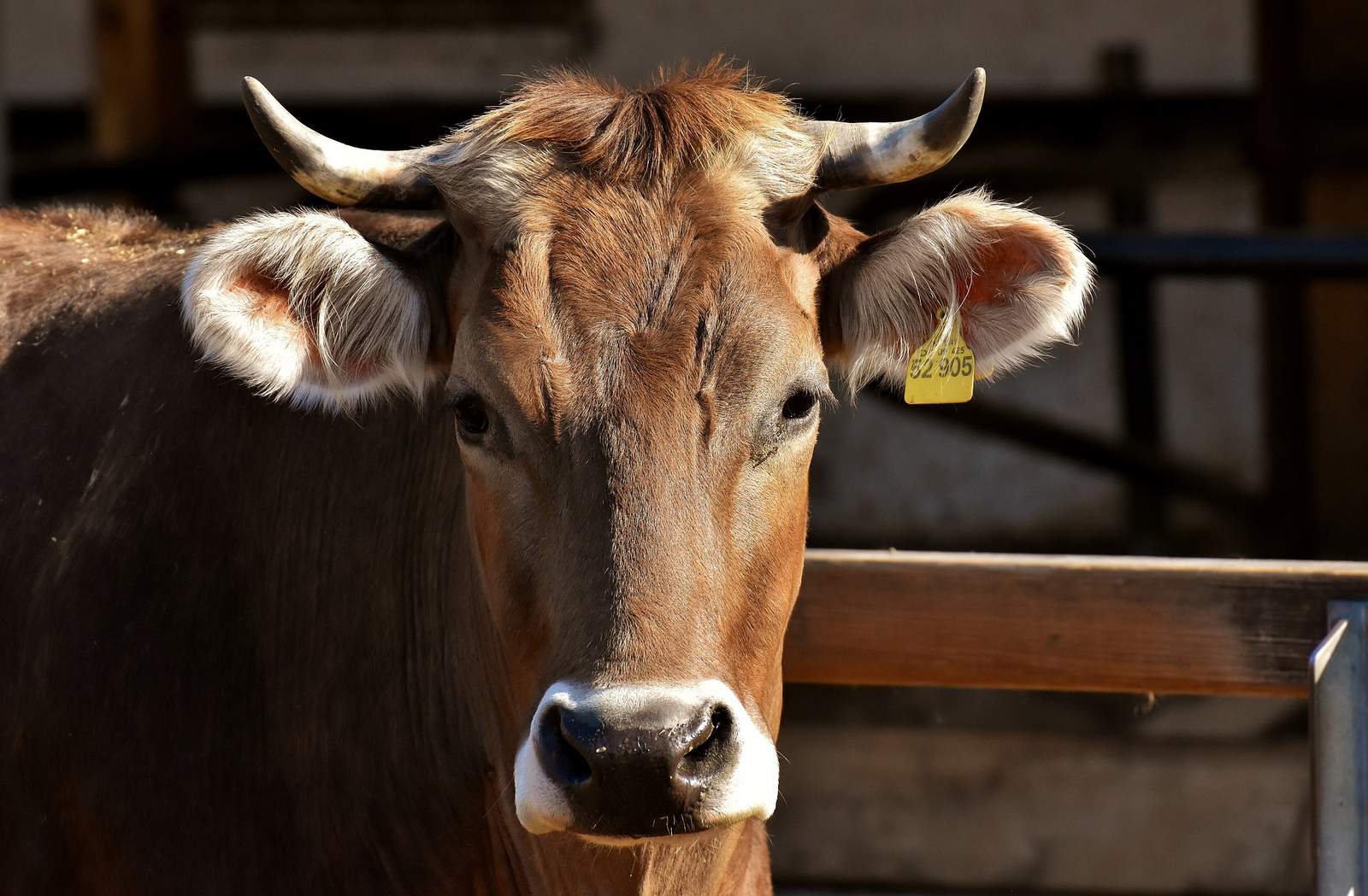 Individuals who checked out livestock barn at SA rodeo may require to be looked for rabies