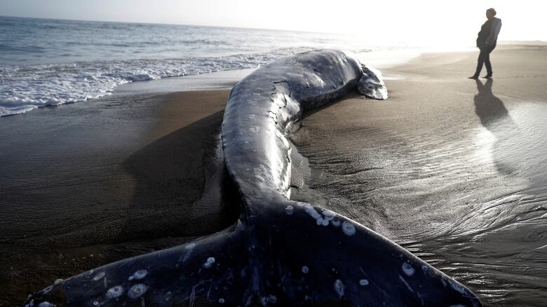 Solar storms may be linked to mass grey whale strandings | CBC News