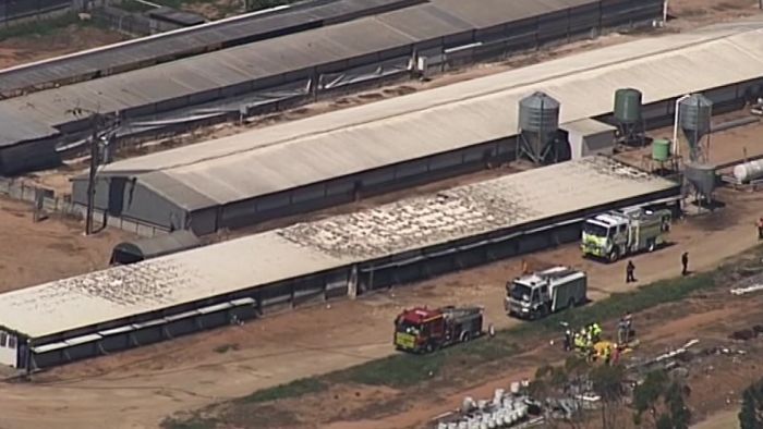 Hundreds of pigs eliminated in fire at Murraylands piggery