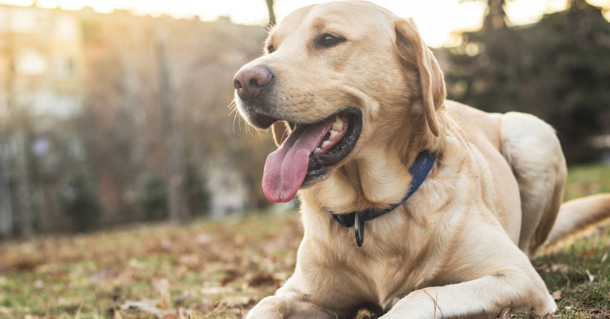 Wearable device may detect heart rate, breathing in pets