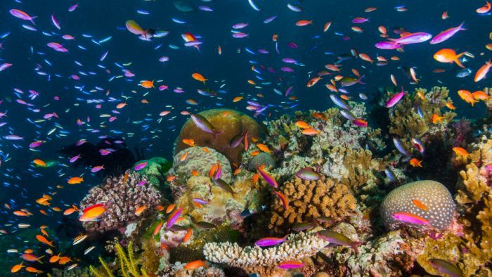 ‘100 per cent of corals being bleached’: Sea temperature spike hits Terrific Barrier Reef hard