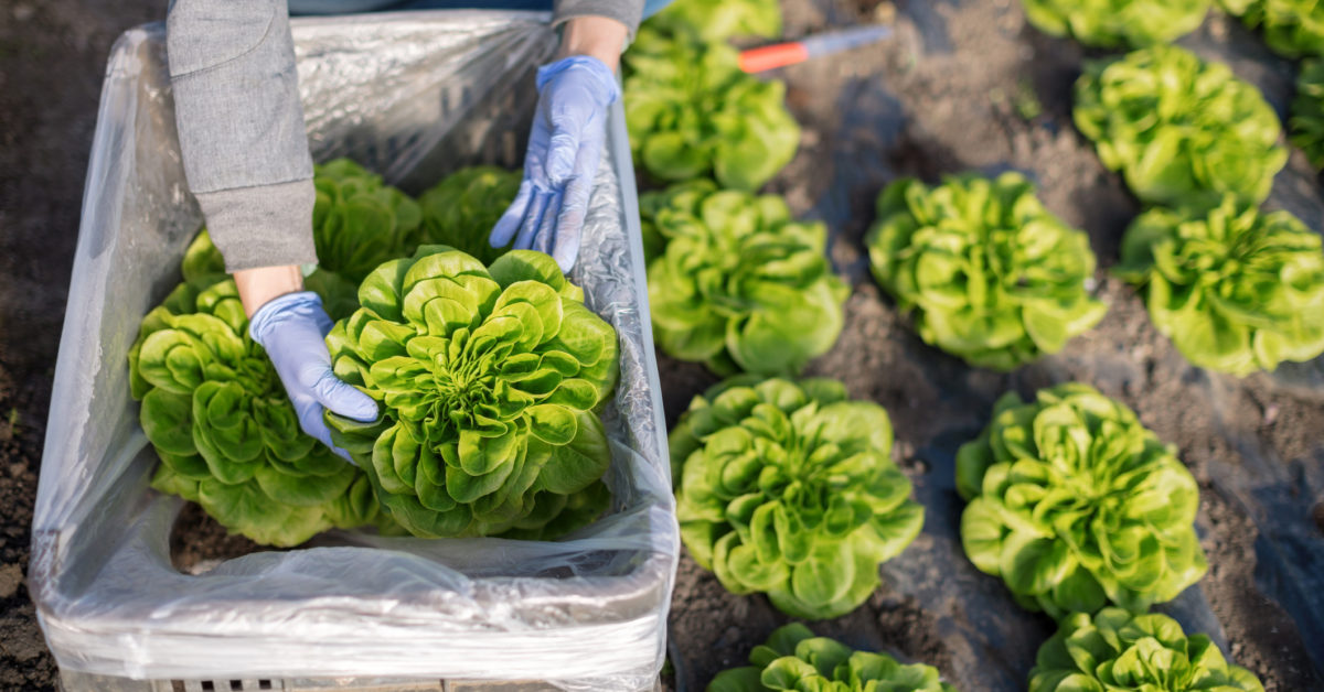 Could a protein grown in lettuce assistance heal broken bones much faster?