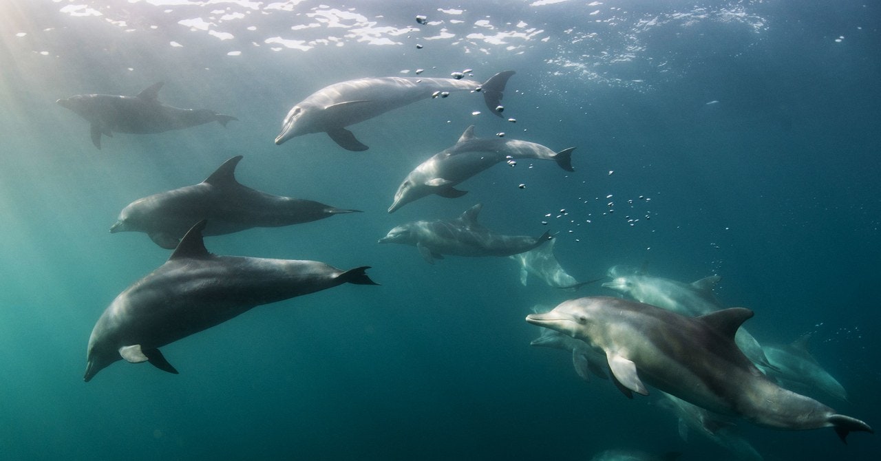 Dolphins Are Still Accidental Casualties of Tuna Fishing