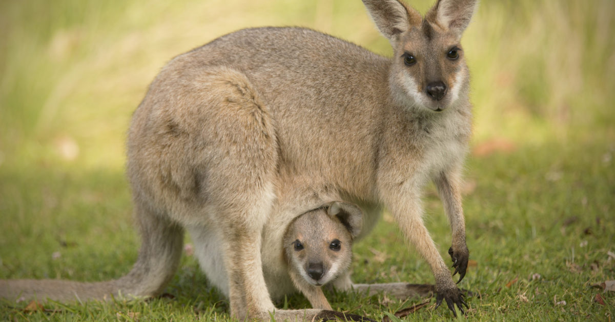 Permanent pregnancy: The swamp wallaby’s unique reproductive strategy