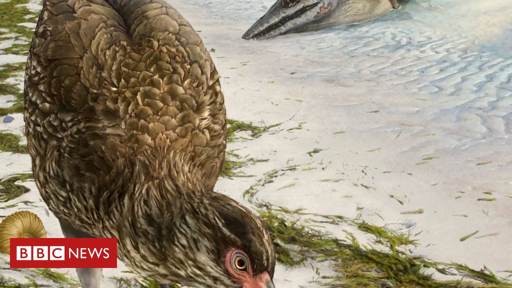 Fossil ‘wonderchicken’ might be early fowl