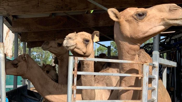 The monsters that beat the dry spell: Camels searched for meat, milk and cheese