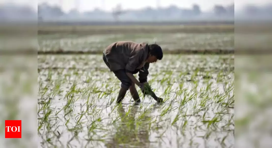 Double whammy: After rains, ‘curfew’ hits farmers