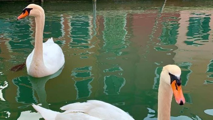 Seen pictures of swans and dolphins returning to the canals of Venice? They’ve been debunked