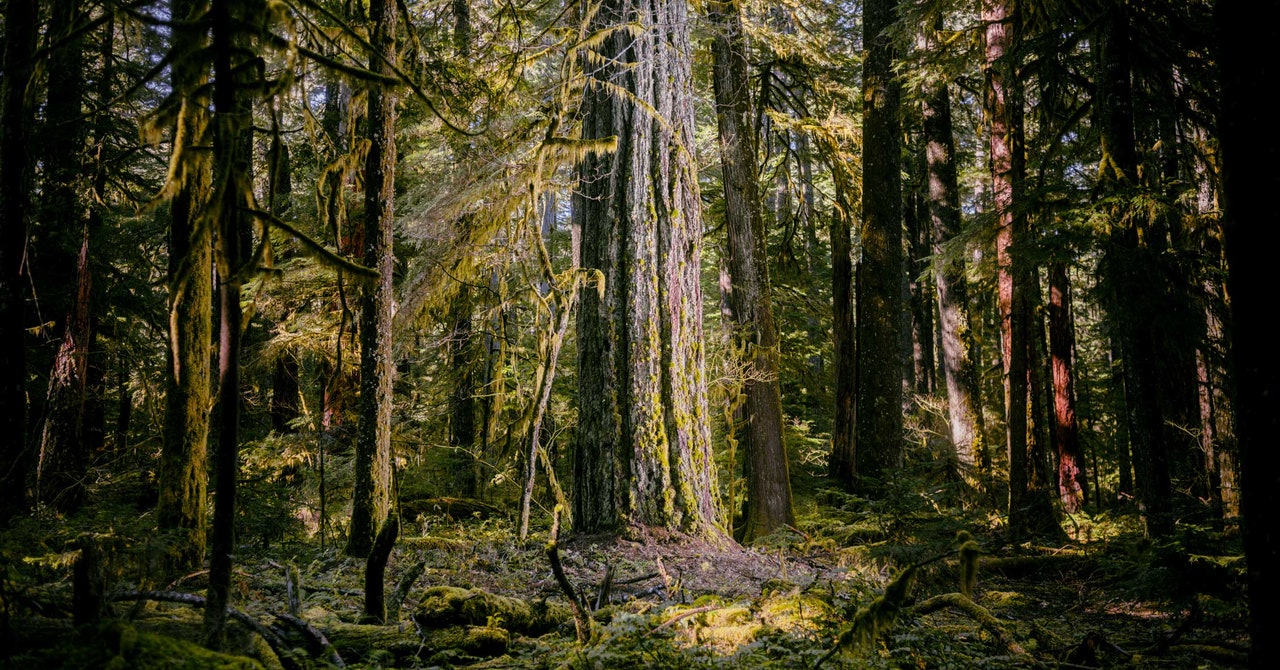 Why Old-Growth Trees Are Vital to Combating Environment Change