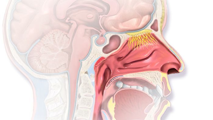 Loss of smell and taste in some COVID-19 patients may be long term or permanent, expert alerts