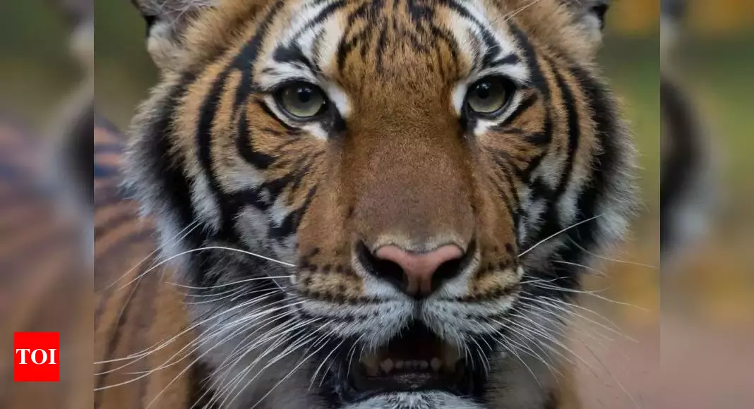 Tiger at New York’s Bronx Zoo tests positive for coronavirus