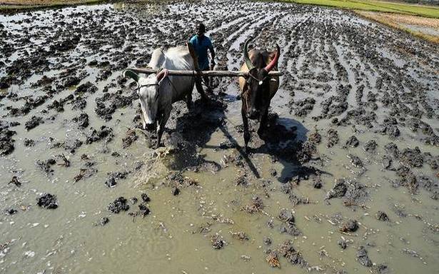 Regardless of lockdown hurdles, sowing of summer appear