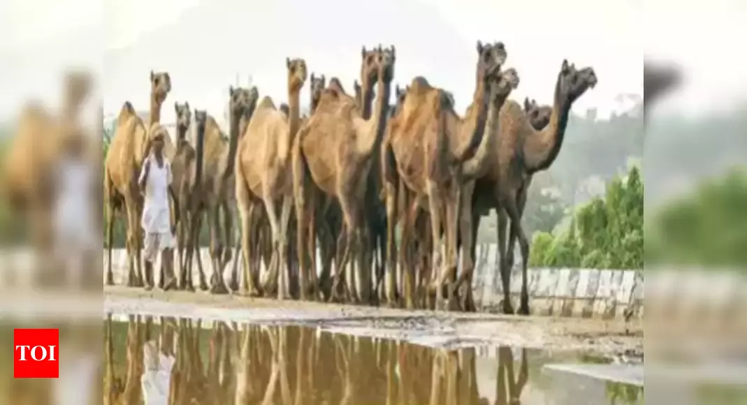 A special trip to get camel milk for autistic child