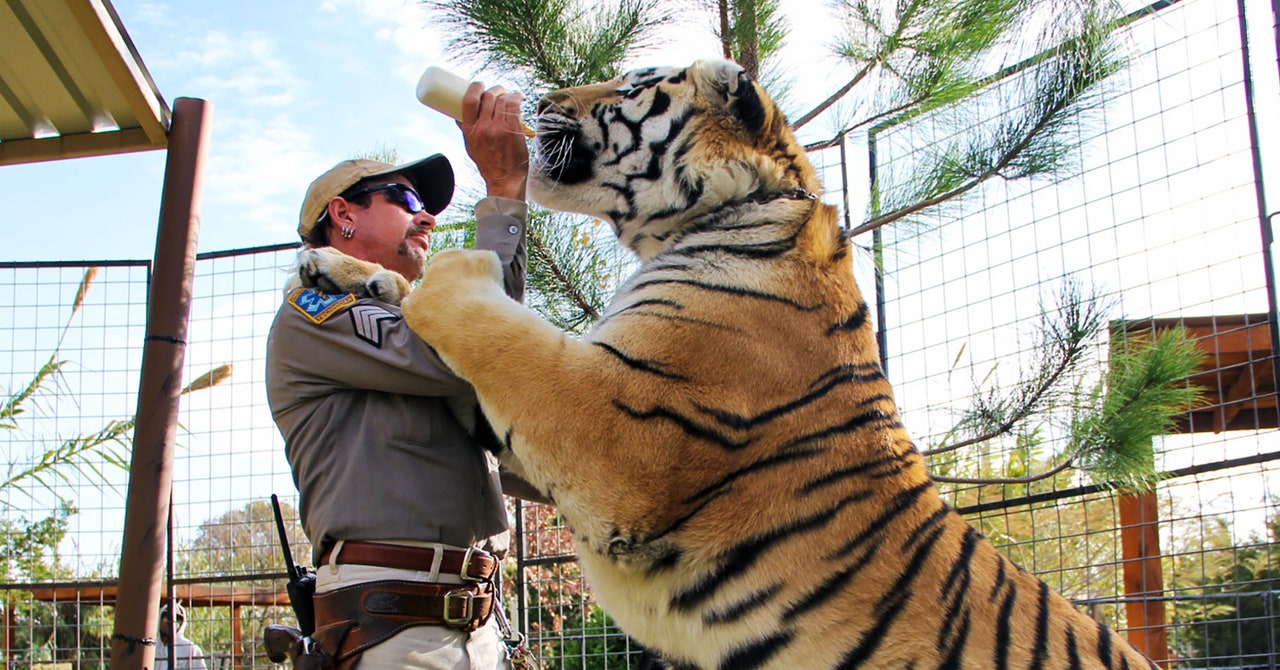 The Big Cats of ‘Tiger King’ Will Live and Die in a Cage