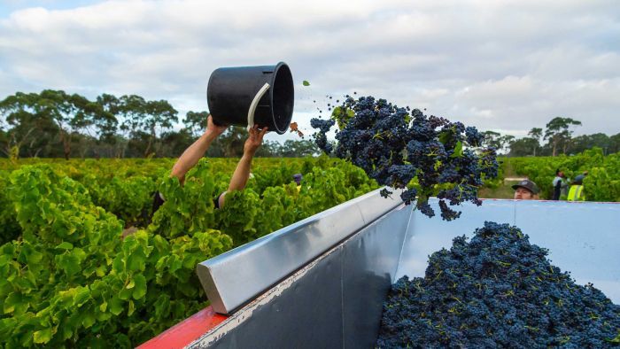 Cautions one third of wineries could go under