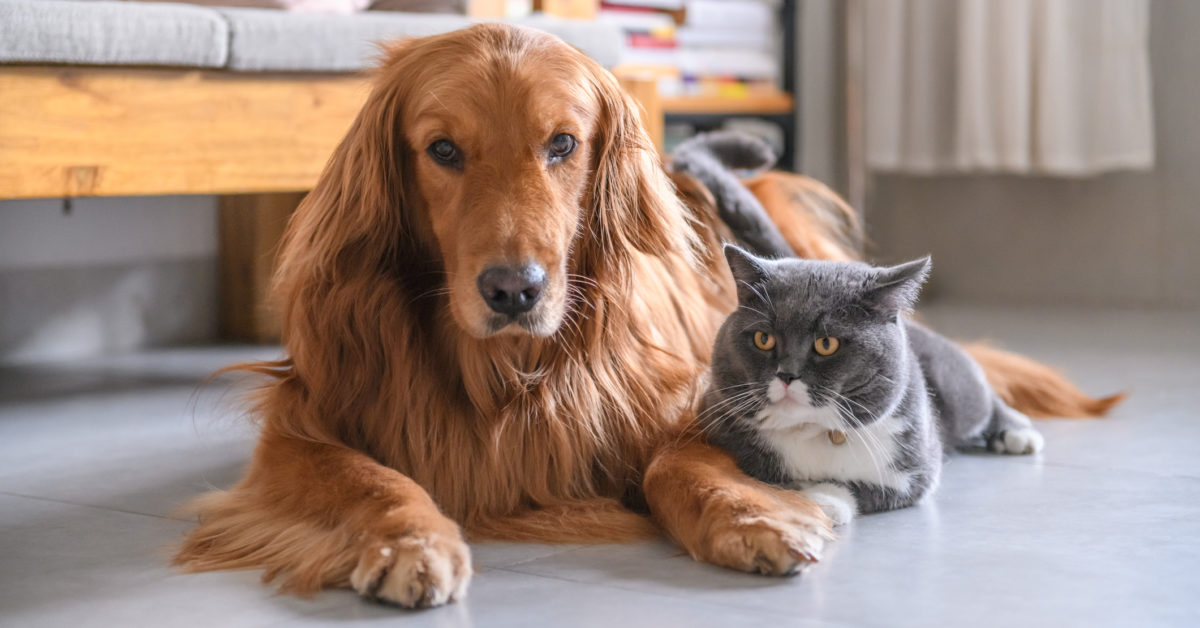 COVID-19 and pets: What is there to know?