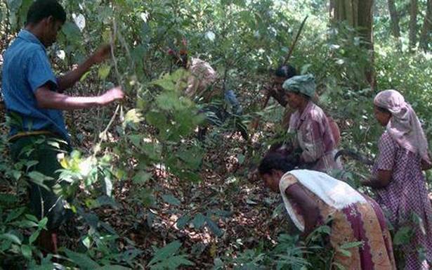 Minor forest produce in exemption list