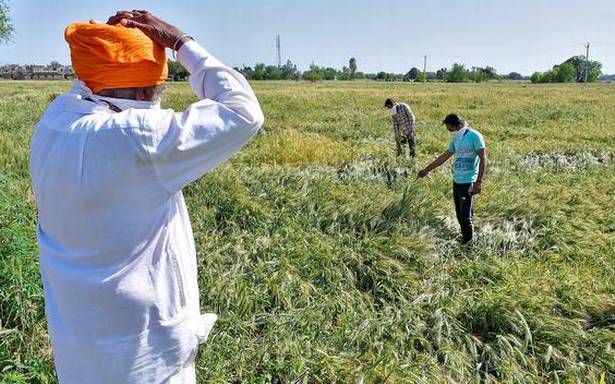 Farming under lockdown: Short on labourers, a long harvest