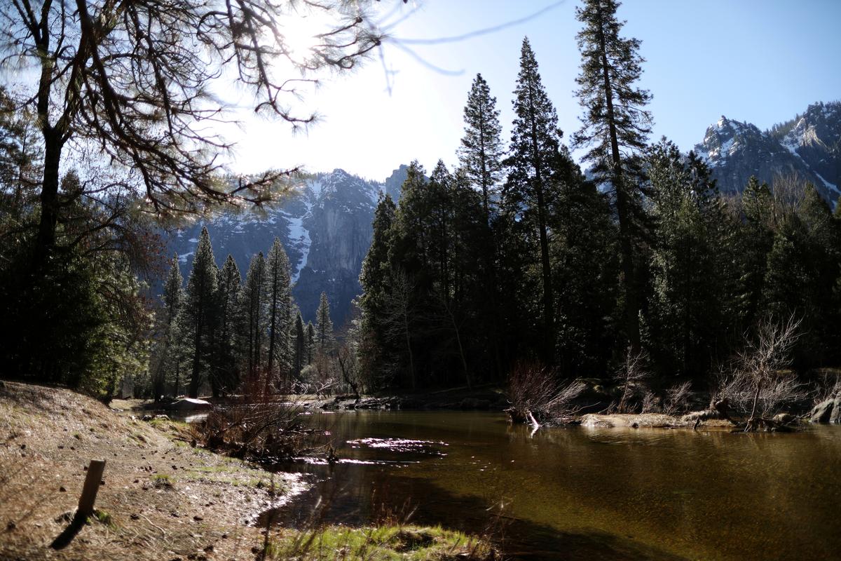 ‘Nature welcomes the change’: with no tourists, wildlife roams California’s Yosemite