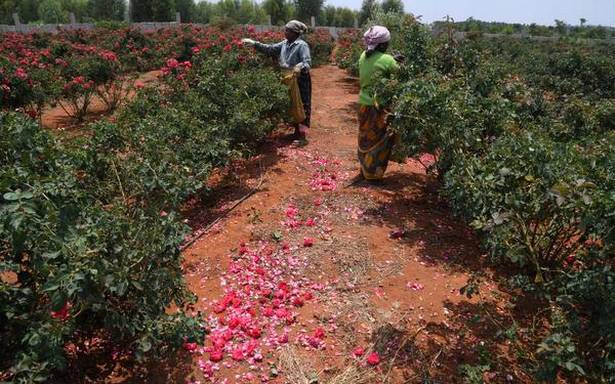 Withered roses litter Karnataka fields