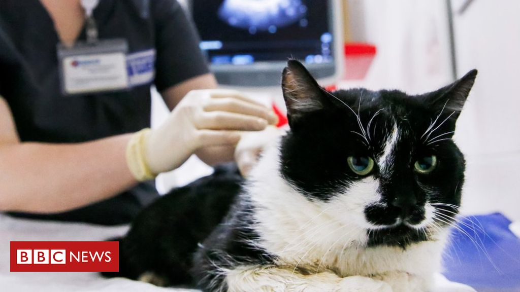 Animal felines test favorable for coronavirus in New york city