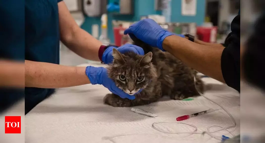 2 cats in New York become first US pets to test positive for coronavirus