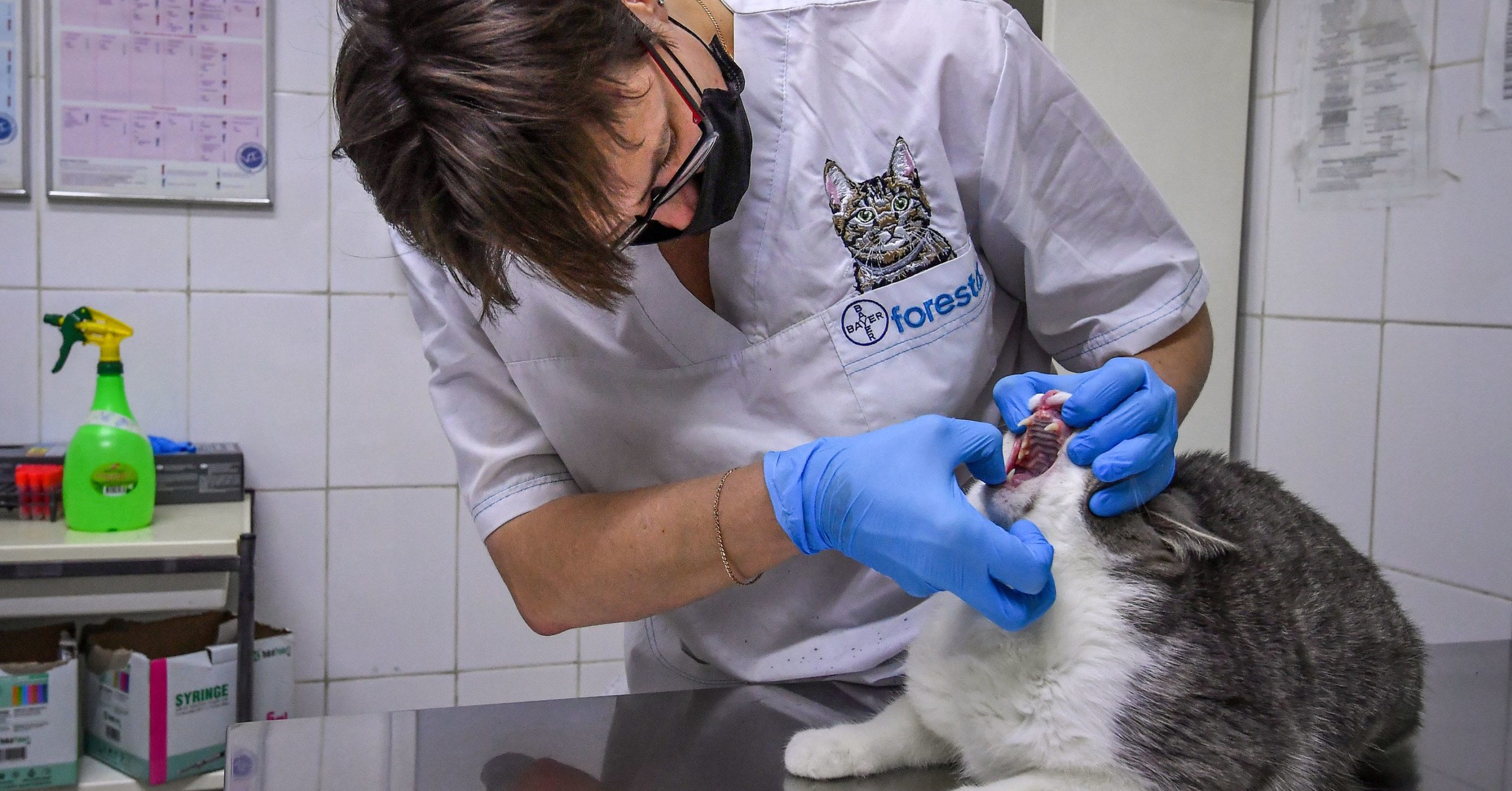 2 Pet Cats In New York City Have Checked Positive For The Coronavirus