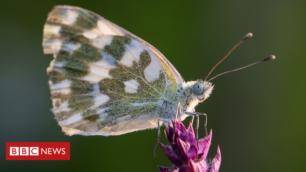 ‘Insect armageddon’ more complicated than thought