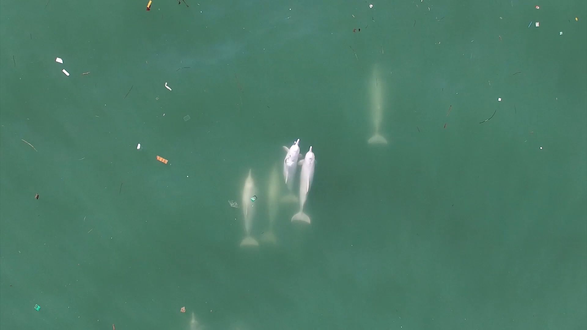 Are Hong Kong’s pink dolphins about to disappear?