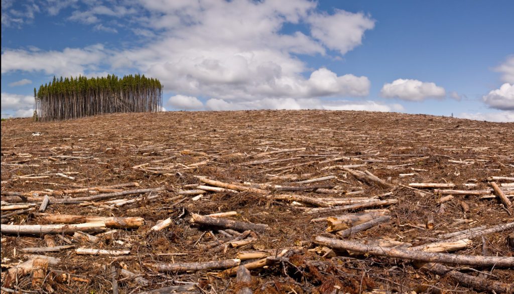 Deforestation may drive animal-to-human infections