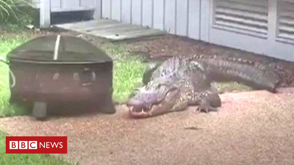 ‘Angry’ alligator check outs United States family’s home