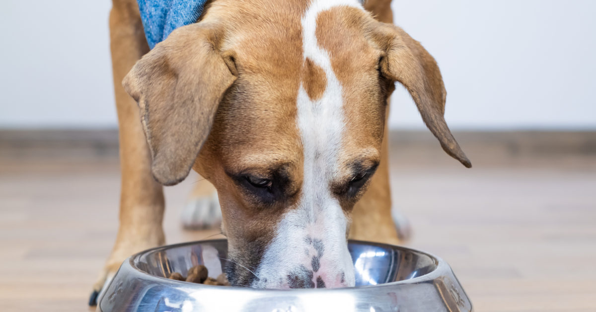 Raw pet food consists of drug resistant germs, research study discovers