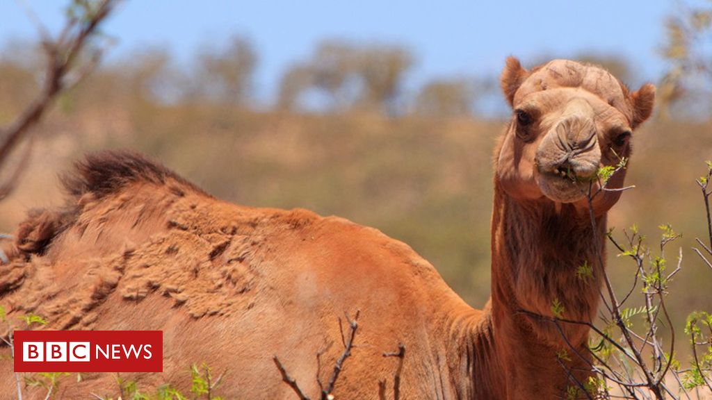 Guy and his five camels saved after high fall