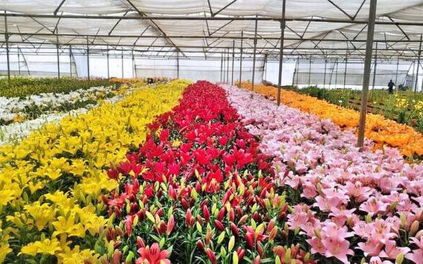 Lockdown hits floriculture in the Nilgiris