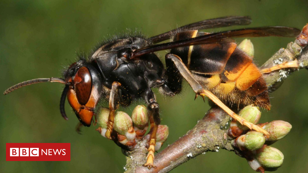 ‘Murder hornets’ land in the US for the first time