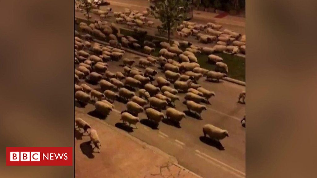 Hundreds of sheep flock to lockdown city