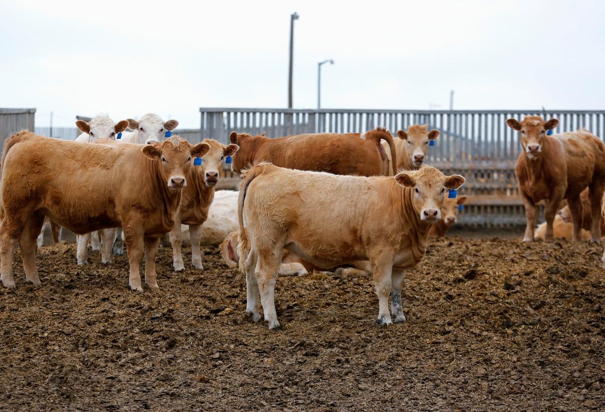 North America bulges with livestock as virus closes packers, leaving sellers starving for beef