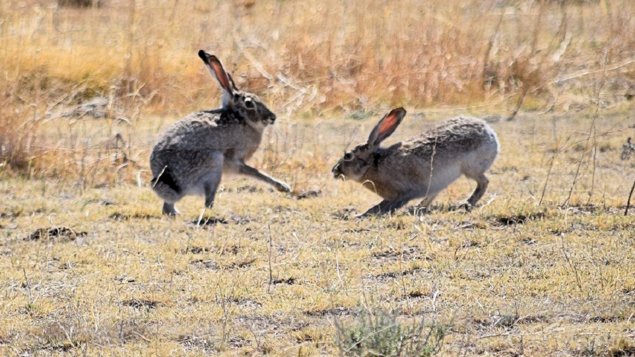 Wildlife officials in Colorado need help tracking disease that is deadly and highly contagious for rabbits