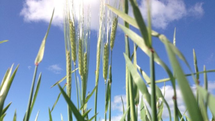 Australian farmers captured in the middle as China expected to reveal tariffs that would end barley trade