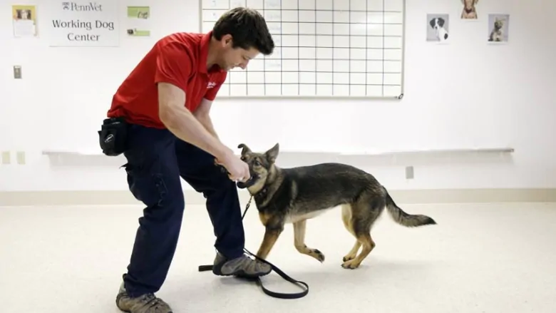 Could dogs detect coronavirus in humans? Your COVID-19 questions answered | CBC News